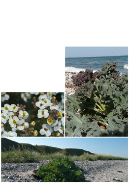 Strandkål - biotopbillede