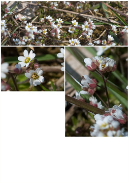 Vårgæslingeblomst - biotopbillede