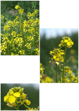 Agersennep - biotopbillede