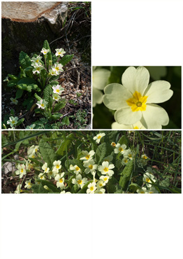 Storblomstret Kodriver - biotopbillede