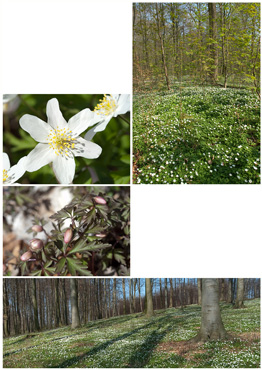 Hvid Anemone - biotopbillede