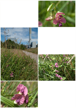 Skovfladbælg - biotopbillede