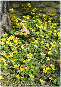 Eranthis - biotopbillede