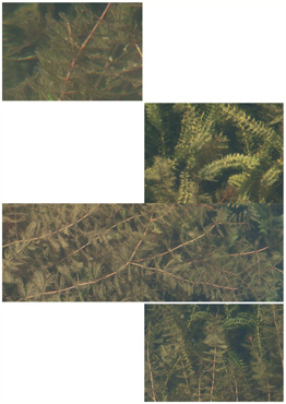 Akstusindblad - biotopbillede