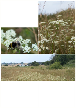 Almindelig Pimpinelle - biotopbillede