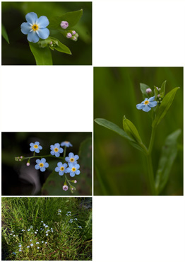 Engforglemmigej - biotopbillede