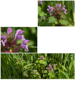 Fliget Tvetand - biotopbillede