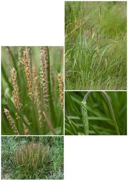 Strandvejbred - biotopbillede