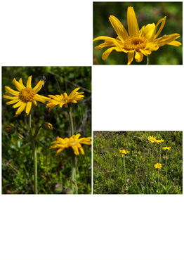 Guldblomme - biotopbillede