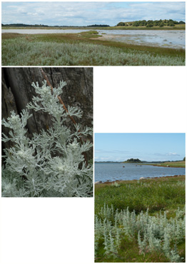 Strandmalurt - biotopbillede