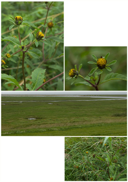 Fliget Brøndsel - biotopbillede