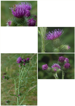 Kruset Tidsel - biotopbillede