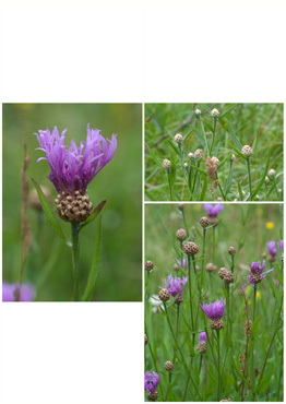 Almindelig Knopurt - biotopbillede