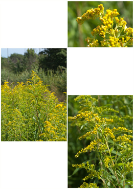 Kanadisk Gyldenris - biotopbillede