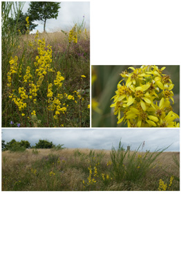 Almindelig Gyldenris - biotopbillede