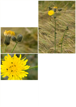 Agersvinemælk - biotopbillede