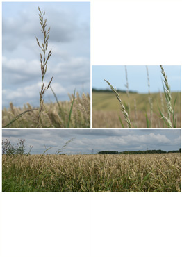 Almindelig Draphavre - biotopbillede