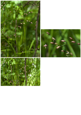 Enblomstret Flitteraks - biotopbillede