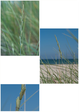 Strandkvik - biotopbillede