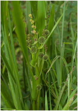 Grenet Pindsvineknop - biotopbillede