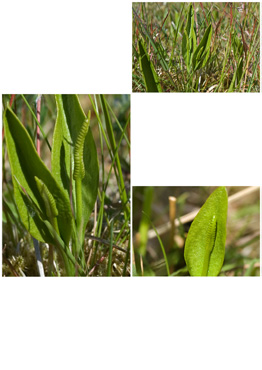 Slangetunge - biotopbillede