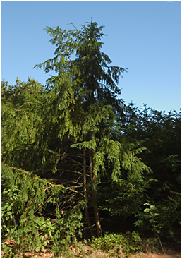 Almindelig Ædelgran - biotopbillede