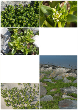 Strandarve - biotopbillede