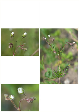 Almindelig Spergel - biotopbillede