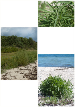 Strandmælde - biotopbillede