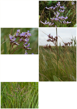 Tætblomstret Hindebæger - biotopbillede
