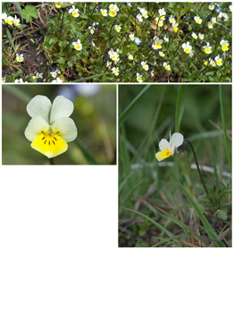 Agerstedmoderblomst - biotopbillede