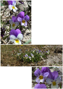 Klitstedmoderblomst - biotopbillede