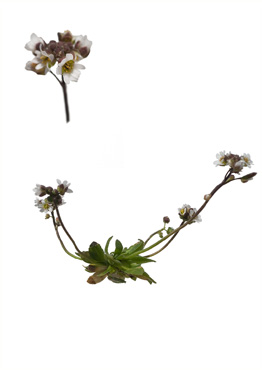 Vårgæslingeblomst - tavlebillede