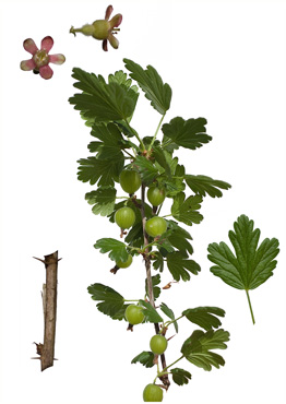 Stikkelsbær - tavlebillede
