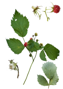 Hindbær - tavlebillede