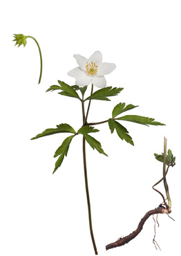 Hvid Anemone - tavlebillede