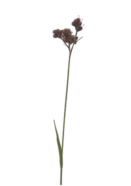 Mangeblomstret Frytle - tavlebillede