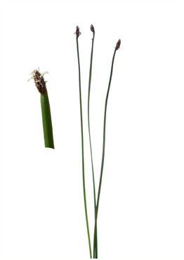 Almindelig Sumpstrå - tavlebillede