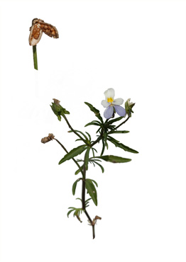 Klitstedmoderblomst - tavlebillede